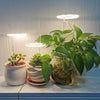 Kiora™ Grow Lights for Indoor Plants