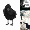 Black Crow Animal Model